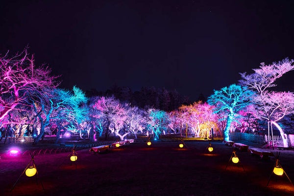 【岩手県内発】 水戸偕楽園ライトアップ「偕楽園 UME The Lights 2027」と那珂湊 2日間1